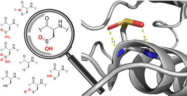 Cysteine sulfinic acid and sulfinylated peptides