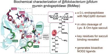 Biochemical characterization of Bifidobacterium bifidum peptidoglycan d,l-endopeptidase BbMep that generates NOD2 ligands†