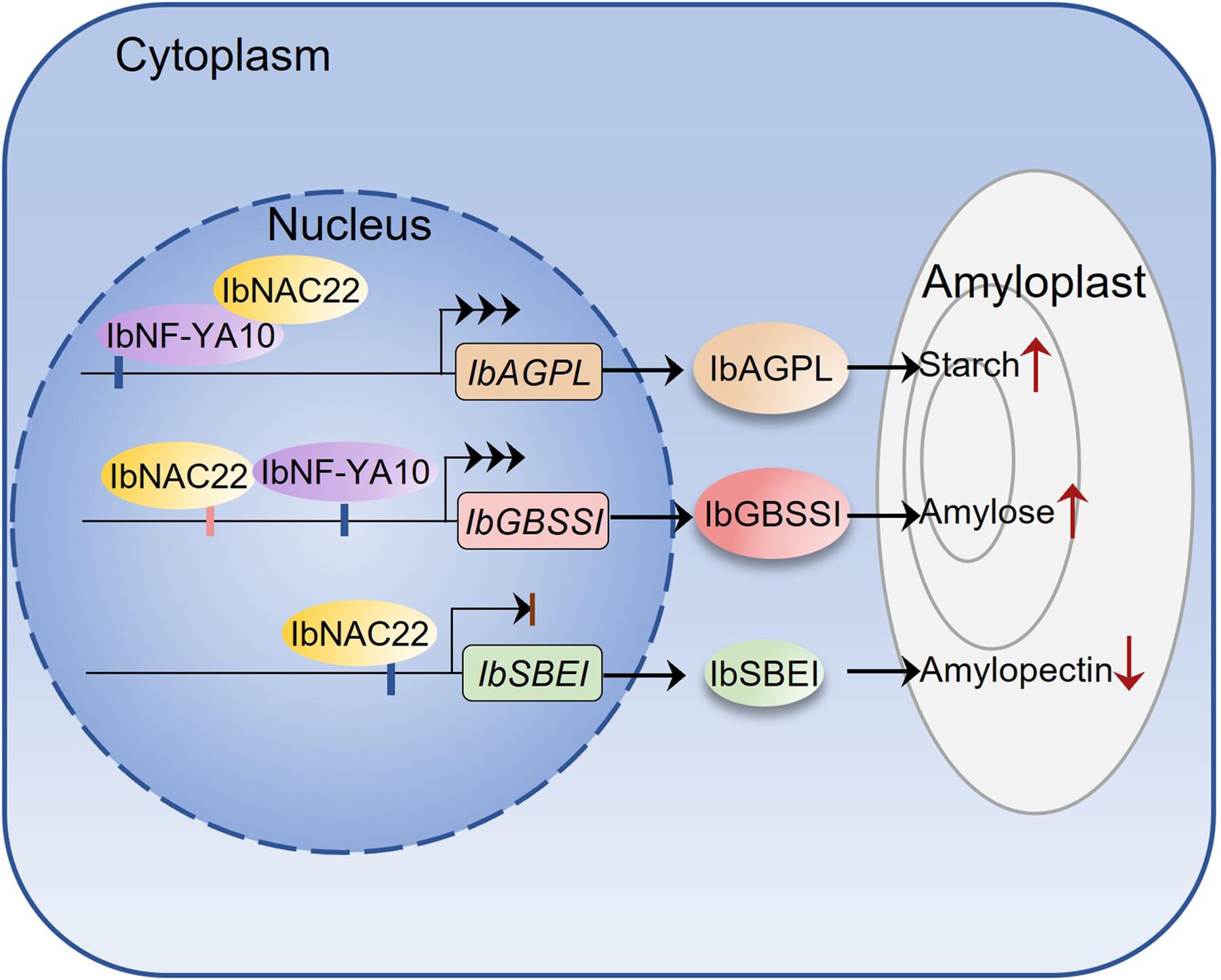 Natural allelic variation of NAC transcription factor 22 regulates starch biosynthesis and properties in sweetpotato
