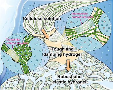 Kinetic Insight into the Formation of Physically Robust Molecular Network in Cellulose Hydrogels