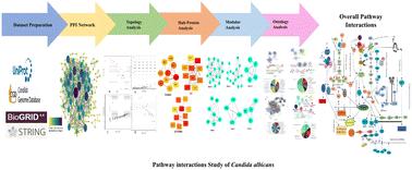 PPI network identifies interacting pathogenic signaling pathways in Candida albicans†