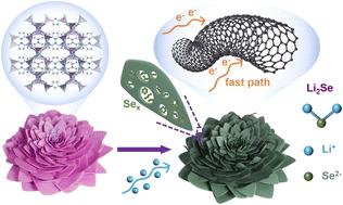 A ZIF-L derived carbon flower with in situ grown CNTs accelerates the reaction kinetics of Li–Se batteries†