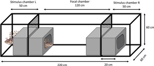 Lionfish (Pterois volitans) Show Social Attraction to Conspecifics When Selecting Shelters