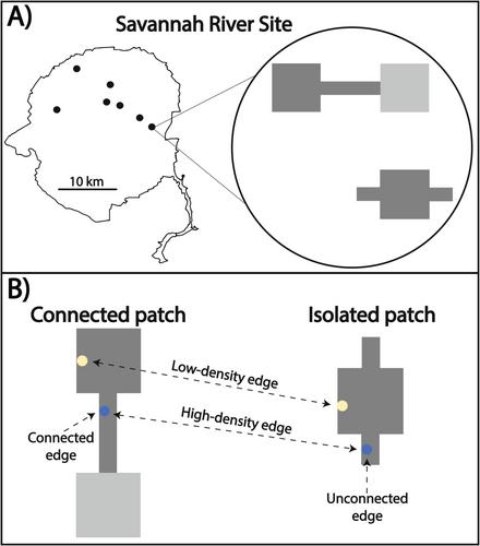 Deer Vigilance and Movement Behavior Are Affected by Edge Density and Connectivity