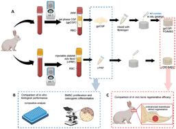 Construction and evaluation of platelet concentrate/mesoporous bioactive glass composite scaffolds for bone repair: injectable platelet-rich fibrin (i-PRF) vs. concentrated growth factors (CGF)