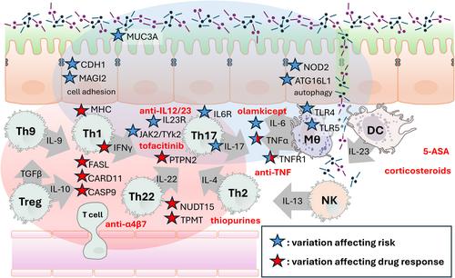 Are single nucleotide polymorphisms underutilized for guiding treatment of inflammatory bowel disease?