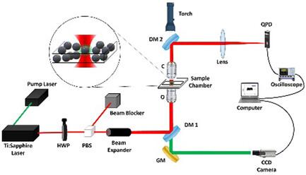 Unveiling the Role of Molecular Structure in Microscopic Thermodynamics: Insights from Probing Trapped Nanoparticles with Femtosecond Optical Tweezers