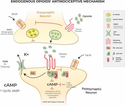 The role of the endogenous opioid system in modulating orthodontic-induced neurogenic inflammation of the dental pulp: A comprehensive review of the literature