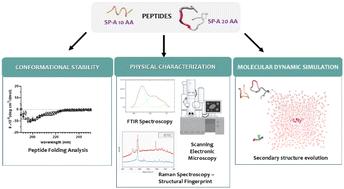 Comprehensive physicochemical, biophysical, and in vitro characterization of lung surfactant SP-A peptidomimetics