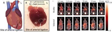 Synthesis and preliminary evaluation of cardiac imaging with [68Ga]Ga-NOTA-CTP in normal and infarcted CD1 mice†
