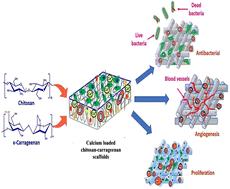 Calcium phosphate reinforced chitosan–carrageenan scaffolds: characterization and in vitro assessment for wound healing†
