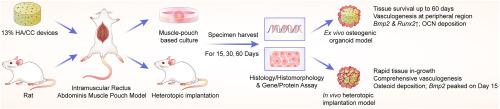 Recapitulation of in vivo angiogenesis and osteogenesis within an ex vivo muscle pouch-based coral-derived macroporous construct organoid model