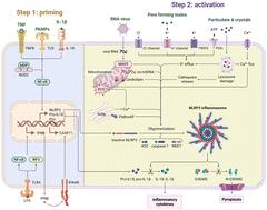 NLRP3 inflammasome: structure, mechanism, drug-induced organ toxicity, therapeutic strategies, and future perspectives