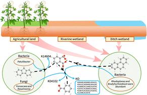 Metagenomics research on PAH biodegradation in the lower reaches of the Shiwuli River in Chaohu, China†