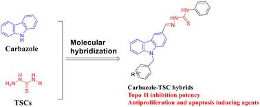 Design, synthesis and biological studies of carbazole–thiosemicarbazone hybrids as potential topoisomerase II catalytic inhibitors†