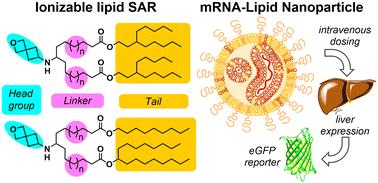 New ionizable lipids for non-viral mRNA delivery with secondary amine cyclic ether head groups†