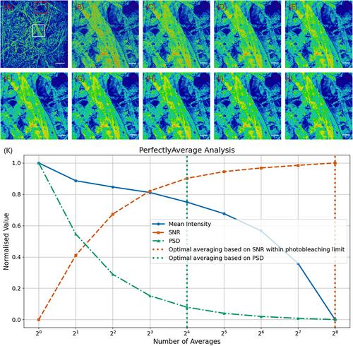 PerfectlyAverage: A classical open-source software method to determine the optimal averaging parameters in laser scanning fluorescence microscopy