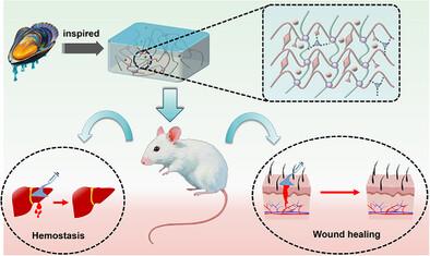 Mussel-Inspired Hemostatic Hydrogel Adhesive Formulated from a Gelatin-Oxidized Dextrin Double Network