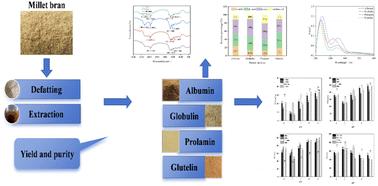 Extraction, structural characterization and functional properties of protein fractions from millet bran†
