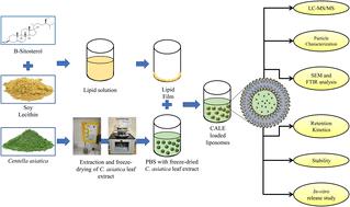 Sustainable liposomal delivery of Centella asiatica polyphenols: β-sitosterol stabilization, LC-MS/MS profiling, and simulated release study