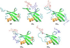 Structural stability of chromophore-grafted Ubiquitin mutants in vacuum†