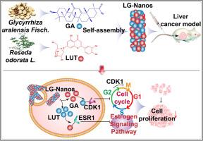 Luteolin and glycyrrhetinic exert cooperative effect on liver cancer by selfassembling into carrier-free nanostructures