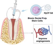 Cell membrane-coated nanomicrospheres mimicking stem cell functions enhance angiogenesis for dental pulp regeneration†