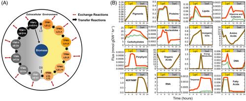 Using the diel cycle of ocean microbes to better understand their biogeochemical functions
