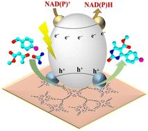 Using a newly designed porphyrin photocatalyst based on triptycene to emulate natural photosynthesis for regioselective fixation of NAD(P)+ to NAD(P)H and synthesis of value-added chemicals†
