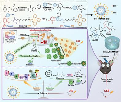 An Iron Balance Dual-Drive Strategy (IBDS) Promotes Bone Regeneration in Smokers by Regulating Mitochondrial Iron Homeostasis