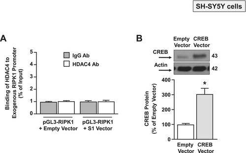 Role of NRP1/HDAC4/CREB/RIPK1 Axis in SARS-CoV2 S1 Spike Subunit-Induced Neuronal Toxicity