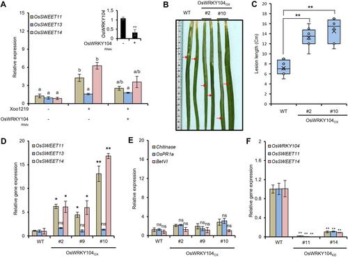 Transcription activator-like effectors of Xanthomonas oryzae pv. oryzae hijack host transcriptional regulation through OsWRKYs