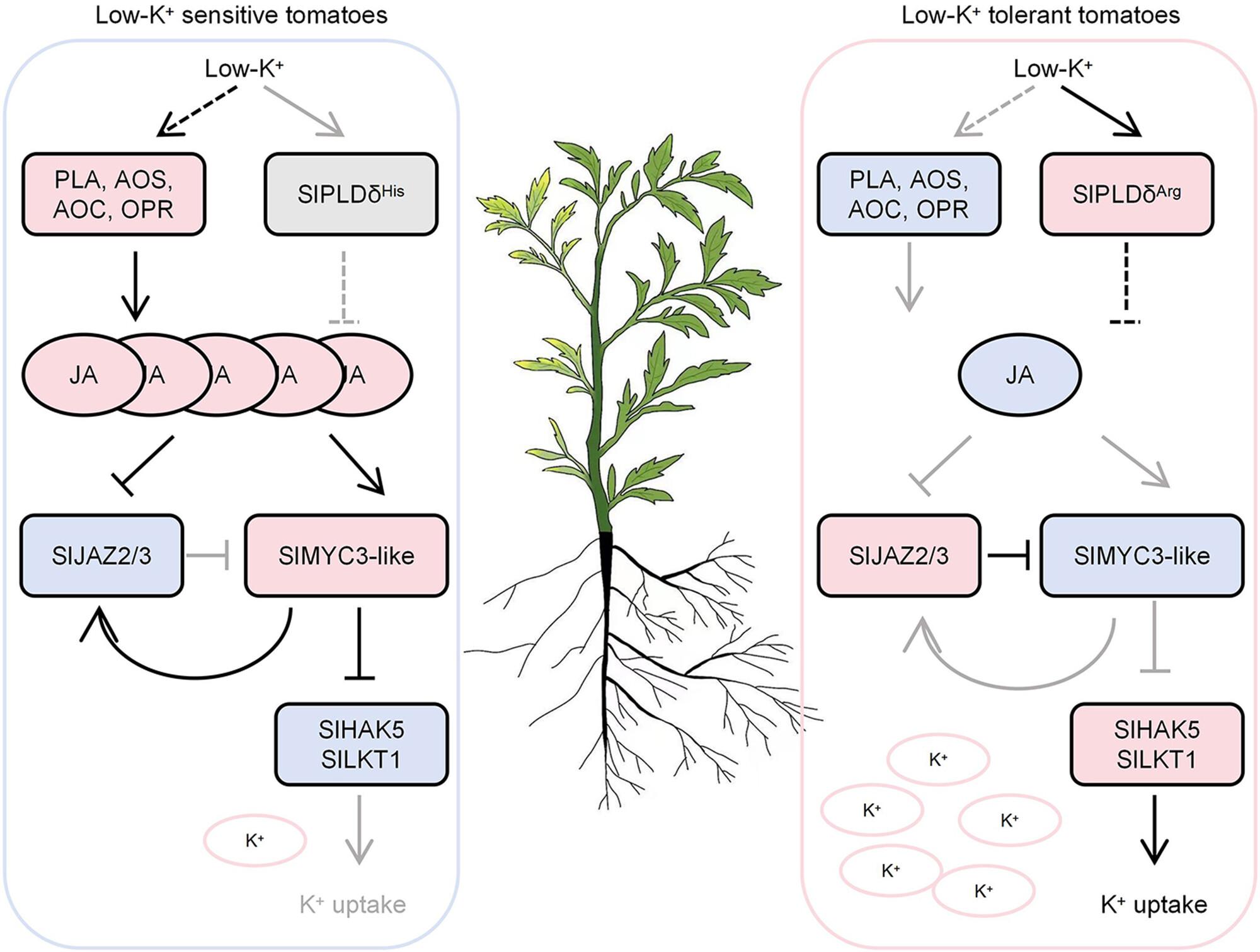 Jasmonate activates a SlJAZ2/3-SlMYC3-like module regulating K+ uptake in tomato response to low K+ stress