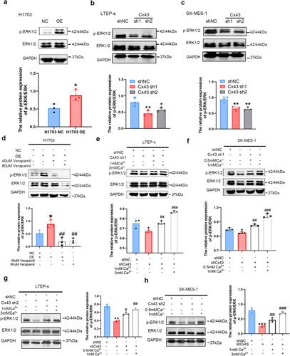 Connexin43 Promotes the Invasion and Metastasis of Lung Squamous Cell Carcinoma via GJIC-Dependent Ca2+/ERK Signaling Activation