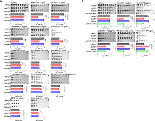 Lytic Transglycosylase Deficiency Increases Susceptibility to β-lactam Antibiotics But Reduces Susceptibility to Vancomycin in Escherichia coli