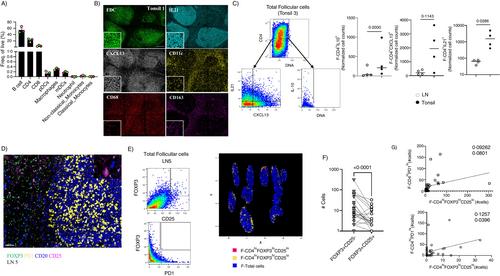 Delineation of the Human Germinal Centre Immune Landscape Using Multiplex Imaging Analysis