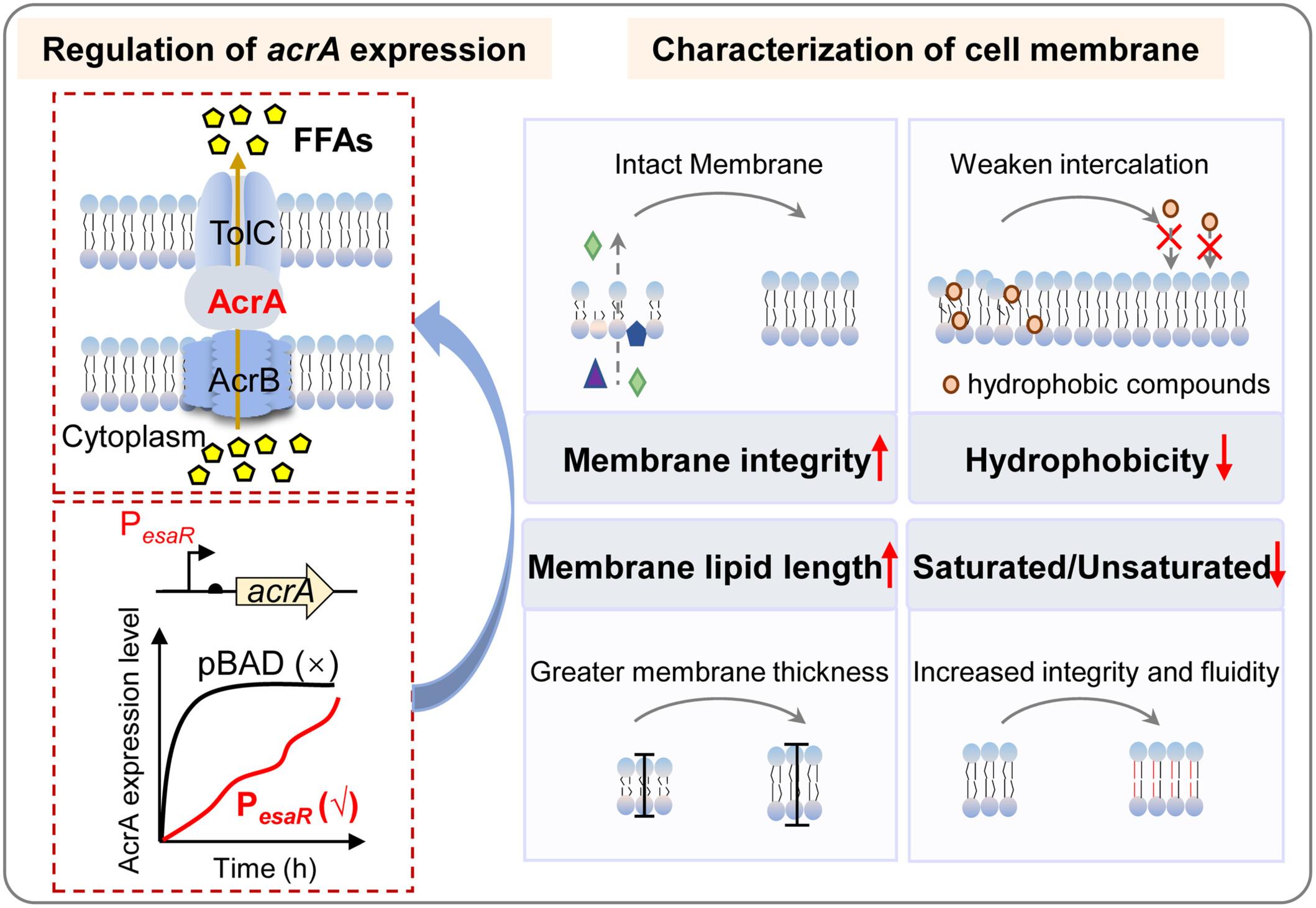 Dynamic Regulation of Efflux Pump Protein AcrA by Quorum Sensing System to Improve Free Fatty Acids Production in Escherichia coli