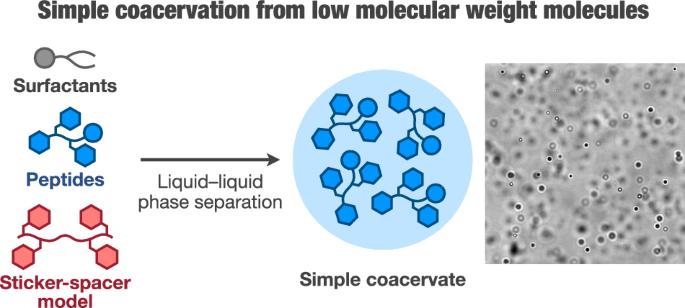 A minimalist design approach to simple coacervates from low-molecular-weight components