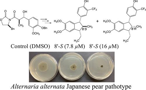 Syntheses of Anti-Phytopathogenic Fungal 2,7′-Cyclo-7,8′-neolignan-Type Indanes and Preparation of 8′-Epimer