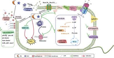 Synergistic antibacterial effect and mechanism of benzalkonium chloride and polymyxin B against Pseudomonas aeruginosa