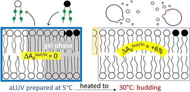 Asymmetric phase transitions in lipid bilayers: coupling or bending?†