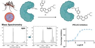Lysine targeting covalent inhibitors of malarial kinase PfCLK3†