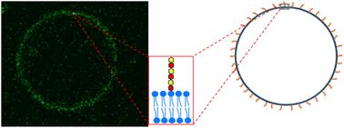 Engineering of lipid membranes asymmetrically functionalized with chondroitin sulfate†