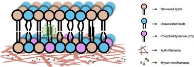Nonequilibrium asymmetry in the living cell membrane†
