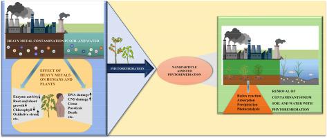 Nanoparticle assisted phytoremediation: An eco-friendly approach for removal of heavy metals from the environment