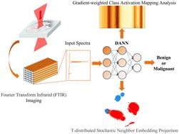 Label-free diagnosis of lung cancer by Fourier transform infrared microspectroscopy coupled with domain adversarial learning†