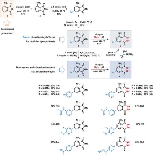 Fluorescent and Chemiluminescent Dyes with Aryl Phthalimide and Aryl Luminol Chromophores