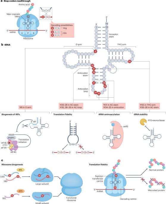 Functions and therapeutic applications of pseudouridylation
