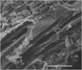 Green synthesis and characterization of citrus bergamia leaves extracted modified zinc oxide nanoparticles impregnated on cassava peel-based activated carbon