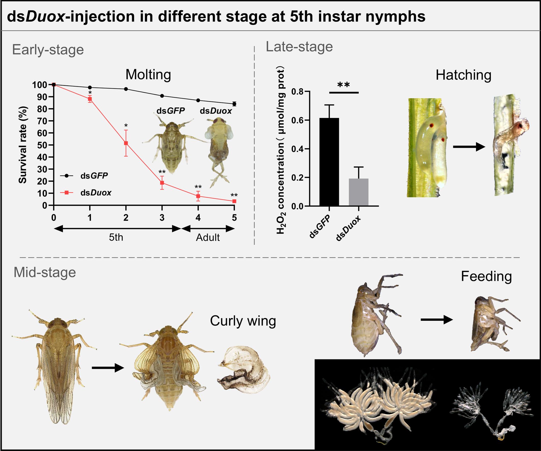 Dual oxidase is essential for moulting, hatching and feeding in the brown planthopper